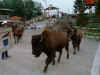 zelt_005.jpg (27267 Byte)